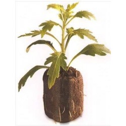 1000 Count (Full Case) - Jiffy 7 Peat Pellets - Seed Starter Soil Plugs - 36 mm - Start Seedlings Indoors - Easy To Transplant
