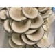 100% Oak Mushroom Pellets (Substrate) (8)