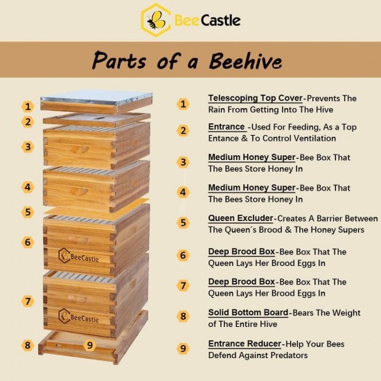 10 Frame Langstroth Bee Hive Coated with 100% Beeswax Includes Beehive Frames and Waxed Foundations (2 Deep Boxes & 2 Medium Boxes)