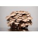 100% Oak Mushroom Pellets (Substrate) (8)