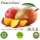 Raw Mango Butter BULK WHOLESALE 100% Pure Organic Unrefined Natural 5lb to 50lb