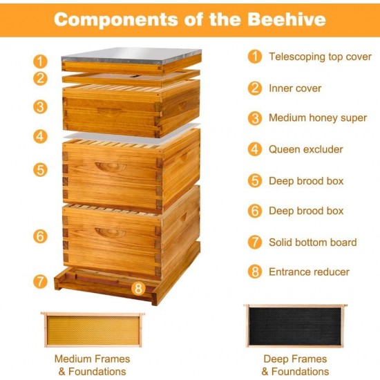 10 Frame Bee Hive, Bee Hives Boxes Starter Kit for Beekeepers Dipped in 100% Beeswax, Beehive Kit Include 2 Deep Brood Box & 1 Medium Super Bee Box with Beehive Frames and Waxed Foundation