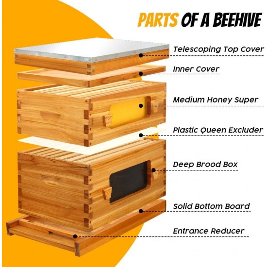 Bee Hive with Windows, 8 Frame Langstroth Complete Beehive Starter Kit Dipped in 100% Beeswax with Beehive Frames and Waxed Foundations (1 Deep Brood Bee Hive Box & 1 Medium Super Bee Box)