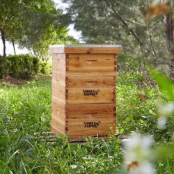 Beehive 10 Frame Complete Box Kit Coated in 100% Beeswax (Waxed Boxes, 2 Deep and 1 Medium) with Wooden Frames and Waxed Foundations for Langstroth Beekeeping