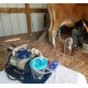 Electric Milker for Goats, Cows, and Sheep. (2.6 Gallon Stainless Steel)