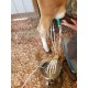 Electric Milker for Goats, Cows, and Sheep. (2.6 Gallon Stainless Steel)