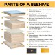 Bee Hive 8 Frame Kit, Honey Beehive Includes 1 Deep Bee Box 1 Medium Bee Hive Box with Beehive Frames and Beeswax Coated Foundation Sheet