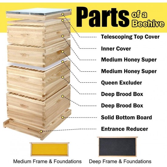 10-Frame Complete Bee Hives and Supplies Starter Kit, Beehives for Beginners with Beehive Frames and Waxed Foundations (2 Deep Bee Boxes & 2 Medium Super Bee Boxes)