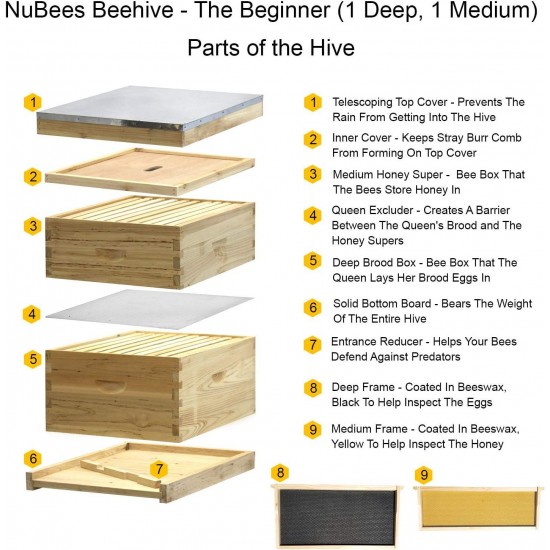 Starter Bee Hive with Frames & Wax Coated Foundations (NU8-1D1M)