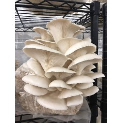 Fast Fruiting aka Masters Mix (50% Oak/50% Soy Hull Pellets) (160 Pounds)