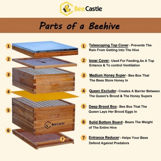 10-Frames Complete Beehive Kit, 100% Beeswax Coated Bee Hive Includes Beehive Frames and Beeswax Coated Foundation Sheet (2 Layer)