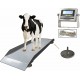 SellEton SL-929 Livestock & Cattle Alleyway Scale - Animal Weighing Equipment with Two Ramps with 5000 lbs x 1 lb