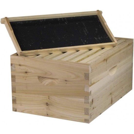 Bee Hive Complete with Frames & Wax Coated Foundations (NU8-2D1M)