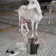 Milking Machine for Goats Cows, Pulsation Vacuum Pump Milker, Milking Supplies W/Stainless Steel Bucket, Portable Livestock Milking Equipment, Automatic Stop Device