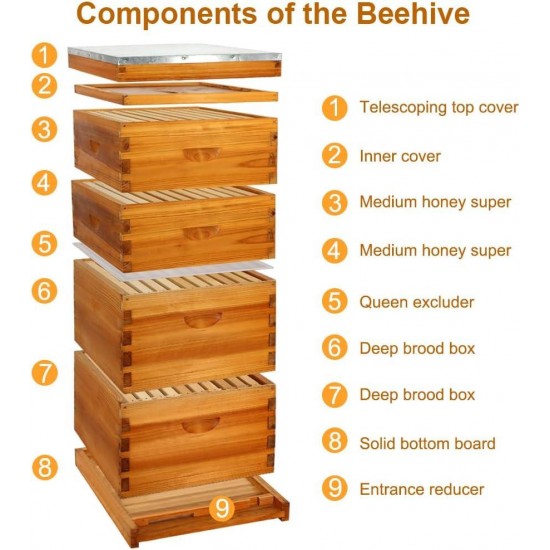 10 Frame Bee Hive Dipped in 100% Beeswax, Langstroth Complete Beehives Starter Kit Includes 2 Deep Brood Box and 2 Medium Super Box with Beehive Frames and Waxed Foundation Sheet