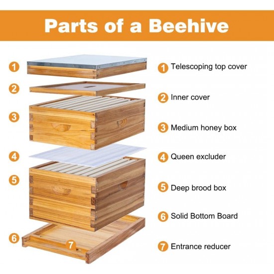 8 Frame Bee Hive Complete Beehive Kit Beeswax Coated Include Frames and Foundation Sheet for for All Beekeeping Levels (1 Deep & 1 Medium Bee Boxes)