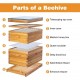 8 Frame Bee Hive Complete Beehive Kit Beeswax Coated Include Frames and Foundation Sheet for for All Beekeeping Levels (1 Deep & 1 Medium Bee Boxes)