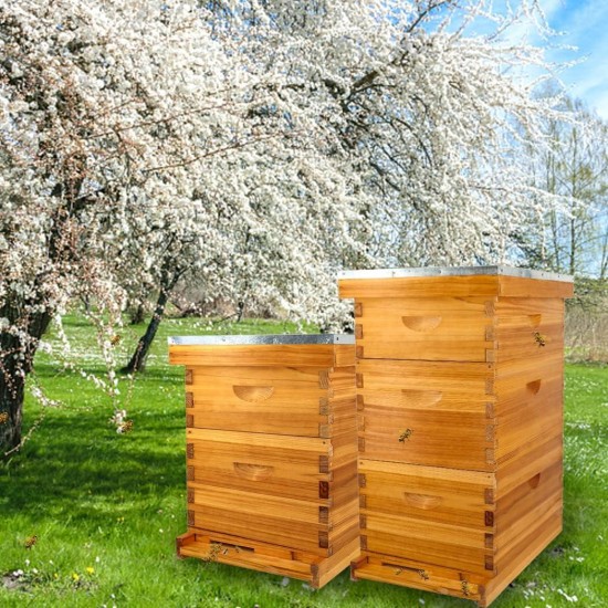 8 Frame Bee Hive Complete Beehive Kit Beeswax Coated Include Frames and Foundation Sheet for for All Beekeeping Levels (1 Deep & 1 Medium Bee Boxes)