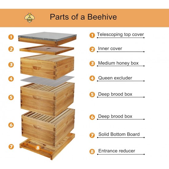 10-Frame Bee Hive Complete Beehive Kit Beeswax Coated Beehive Include Frames and Foundation Sheets for All Beekeeping Levels (2 Deep & 1 Medium Bee Boxes)