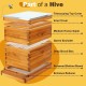 8 Frame Beehive Kit with Screened Bottom Board Dipped in 100% Beeswax Bee Hive Boxes Starter Kit for Bee Keekeepers - Langstroth Beehive Kit with 2 Honey Bee Hives Boxes