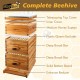 10-Frame Langstroth Beehive Dipped in 100% Beeswax, Complete Bee Hives and Supplies Starter Kit Includes 2 Deep Hive Bee Box and 1 Bee Hive Super with Beehive Frames and Foundation