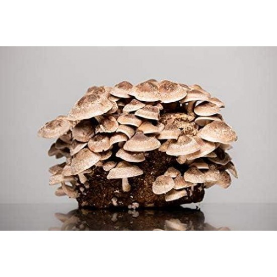 100% Oak Mushroom Pellets (Substrate) (8)