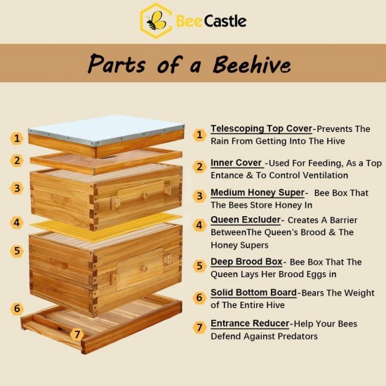 10-Frame Langstroth Beehive, Beeswaxed Coated Bee Hive Starter Kit for Beekeeping Beginners with Beehive Frame and Waxed Foundation (1 Deep Beehive Box & 1 Medium Beehive Box)