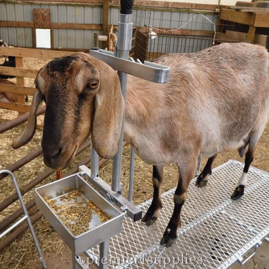 Premier Milking Stand for Goats & Sheep