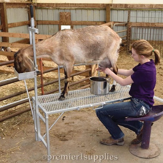 Premier Milking Stand for Goats & Sheep