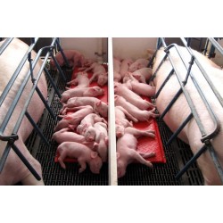 Baby Pig Heat Mat, Double 36